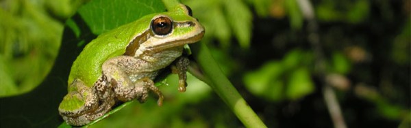 Pacific treefrog