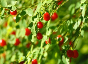 Huckleberries_LDSC_0540