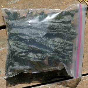 giant kelp LDSCN2575