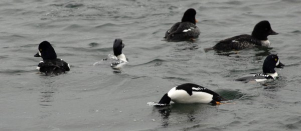 Barrow's goldeneye, Vancouver
