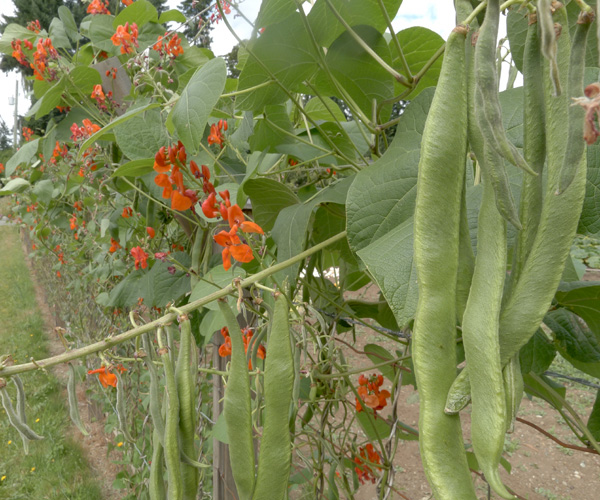 garden with scarlet runner beans