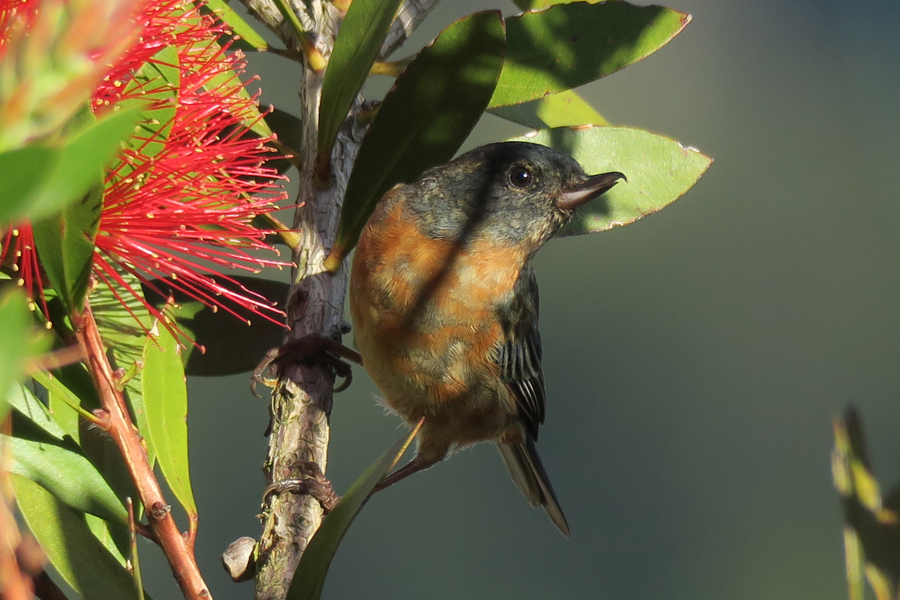 Birding in Mexico | Jacqueline Windh