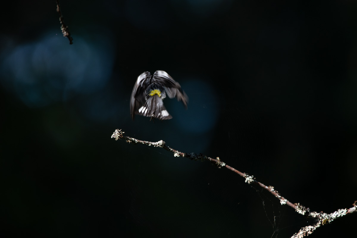 bird photography warbler nuthatch woodpecker