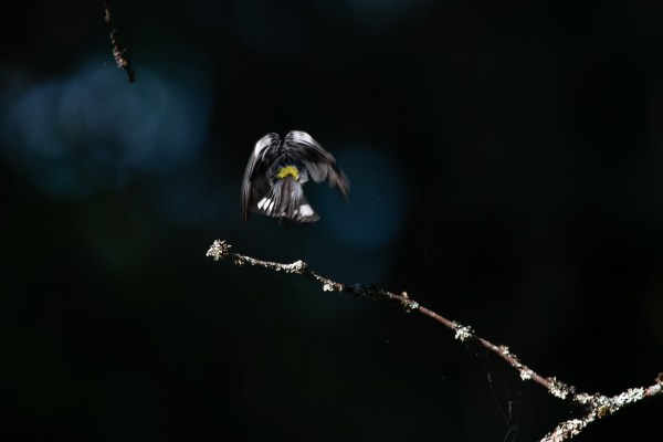 bird photography warbler nuthatch woodpecker