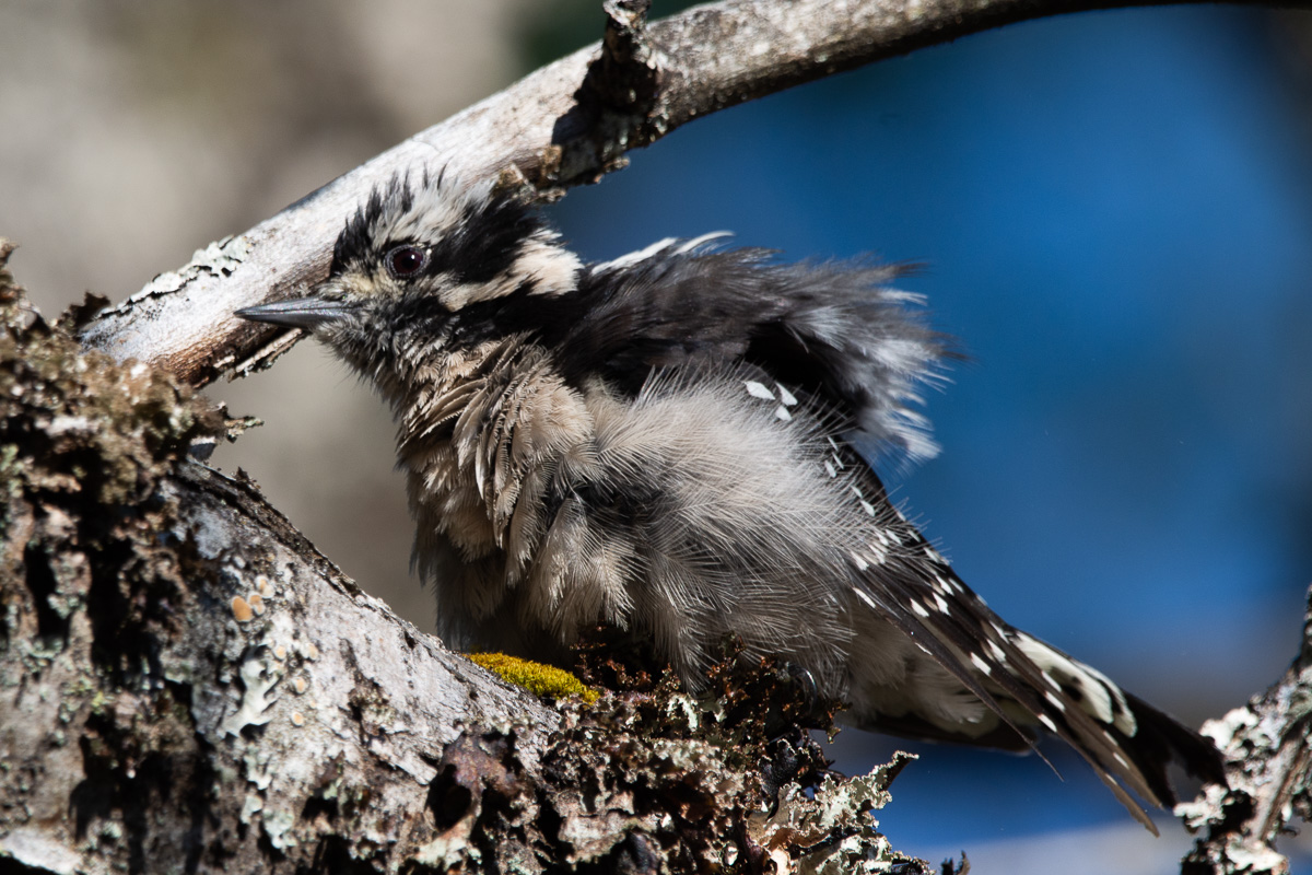 bird photography warbler nuthatch woodpecker