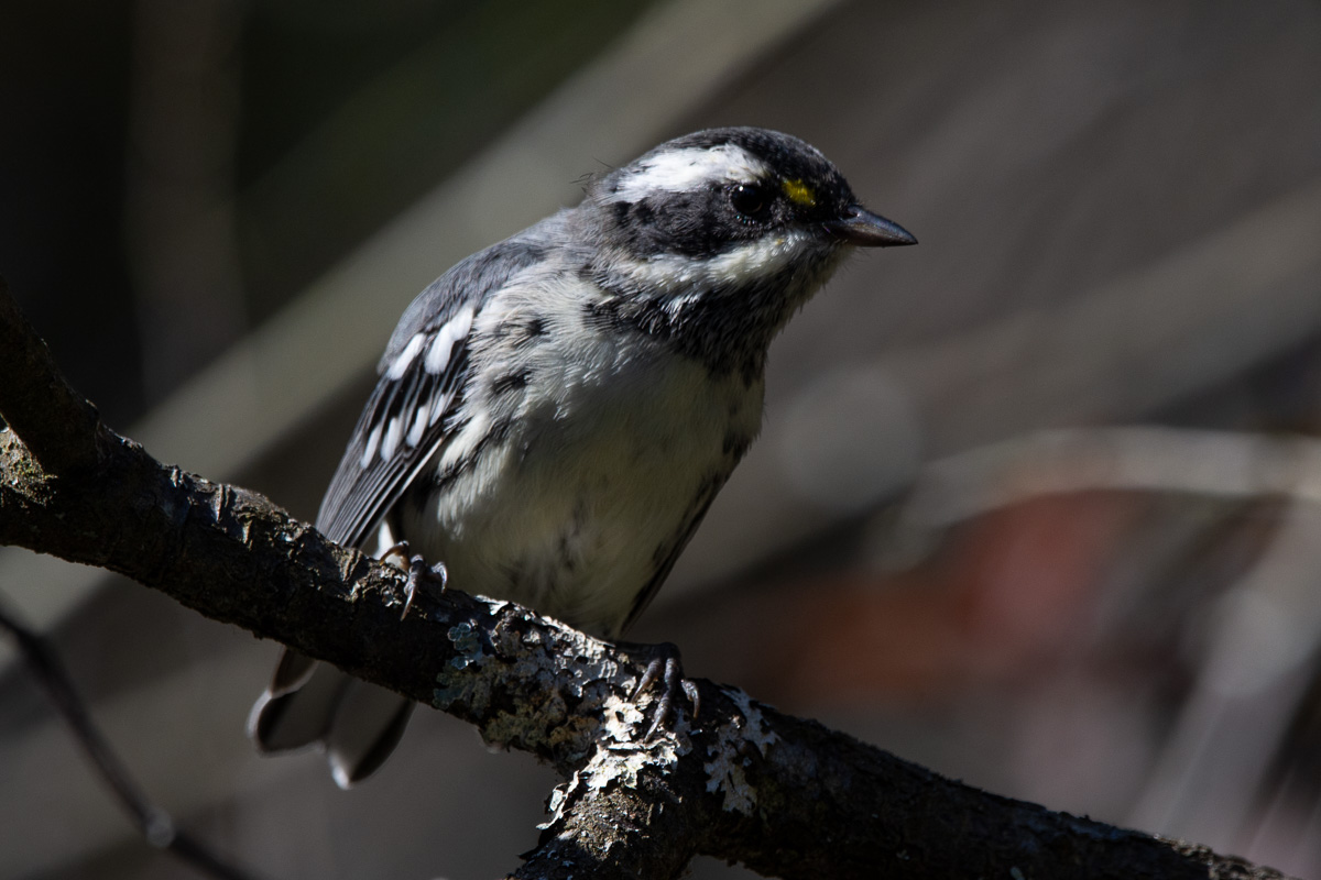 bird photography warbler nuthatch woodpecker