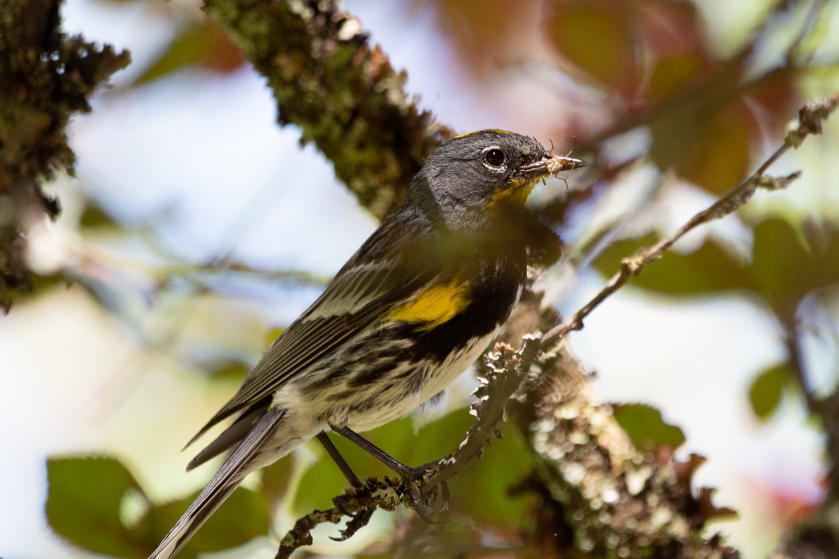 bird photography warbler nuthatch woodpecker