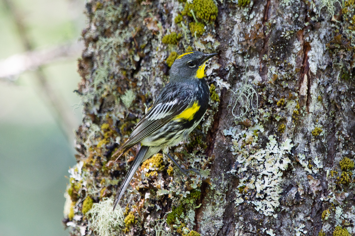 bird photography warbler nuthatch woodpecker