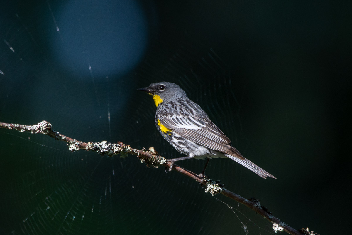 bird photography warbler nuthatch woodpecker
