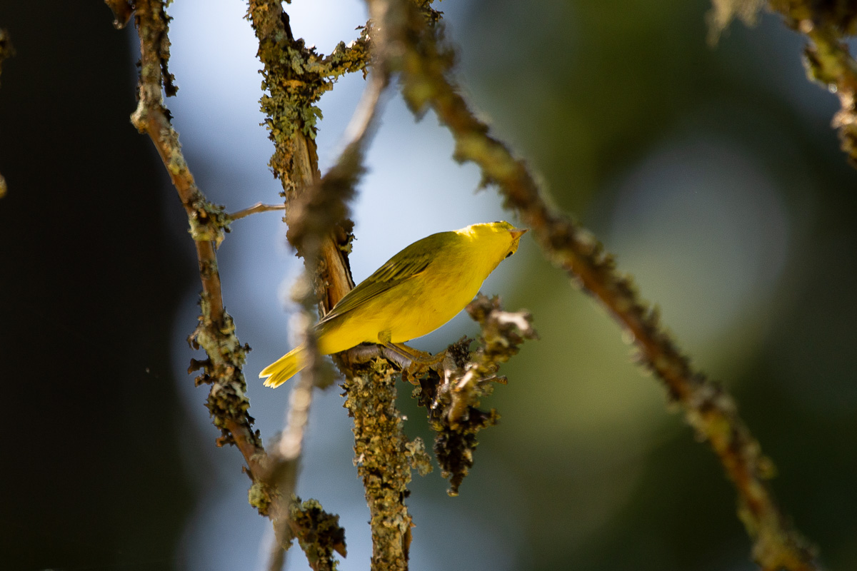 bird photography warbler nuthatch woodpecker