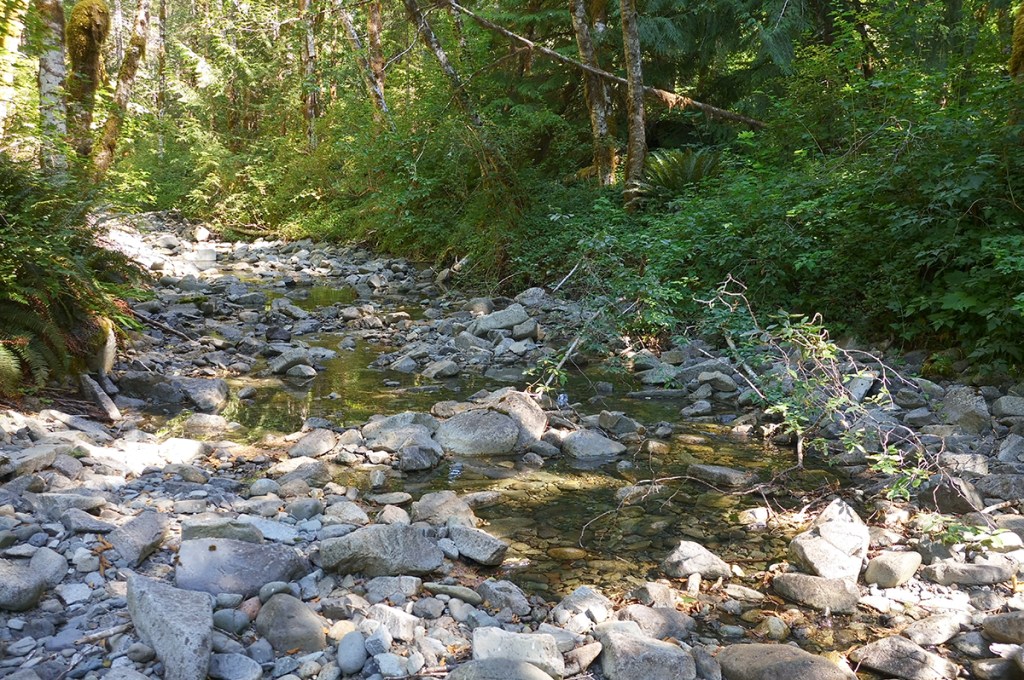 baby salmon fry smolt rescue in stream on Vancouver Island