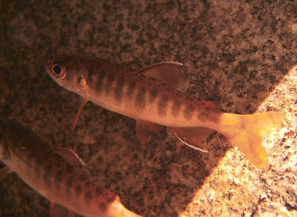 baby salmon fry smolt rescue in stream on Vancouver Island