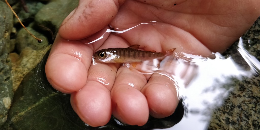 baby salmon fry smolt rescue in stream on Vancouver Island