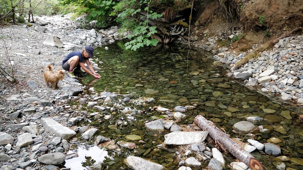 baby salmon fry smolt rescue in stream on Vancouver Island
