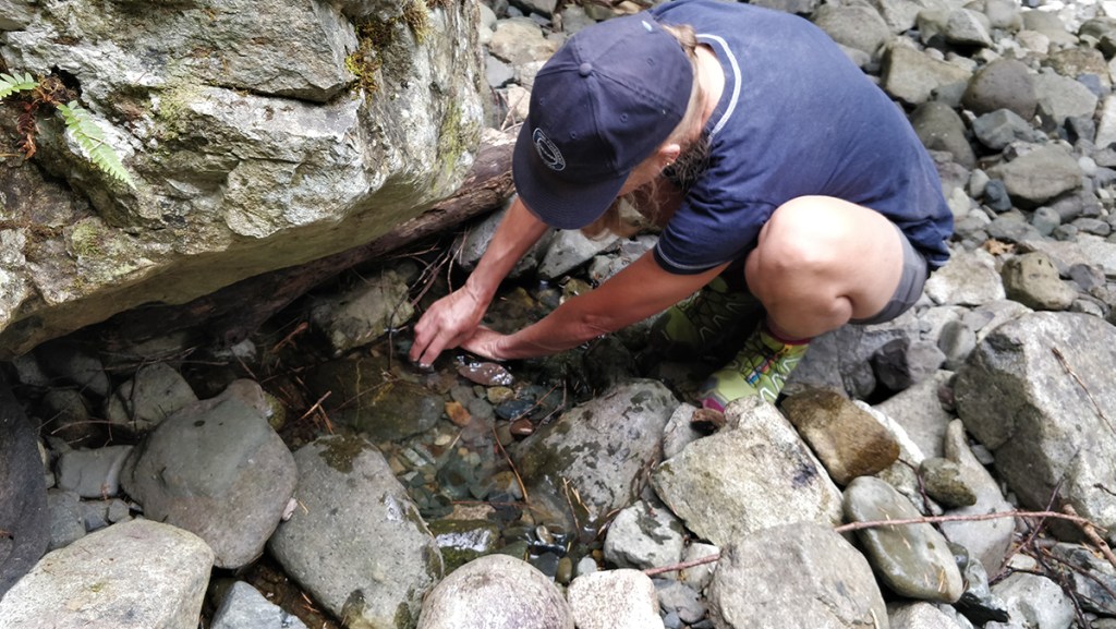 baby salmon fry smolt rescue in stream on Vancouver Island